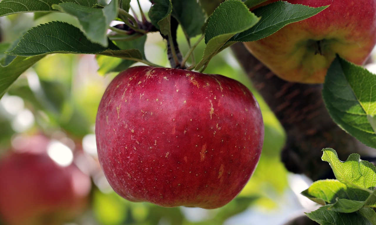 Top 6 Microsoft-365-Berater für Apple-Umgebungen in Kiel 2026